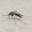 A mosquito on a pale concrete surface